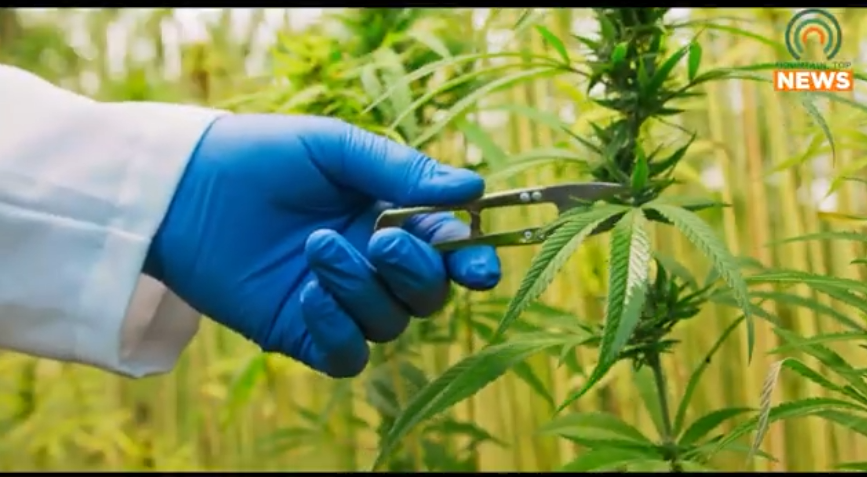 Kentucky’s medical marijuana lottery results are being investigated