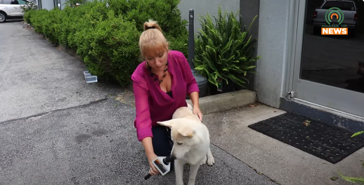 Interview with stray dog