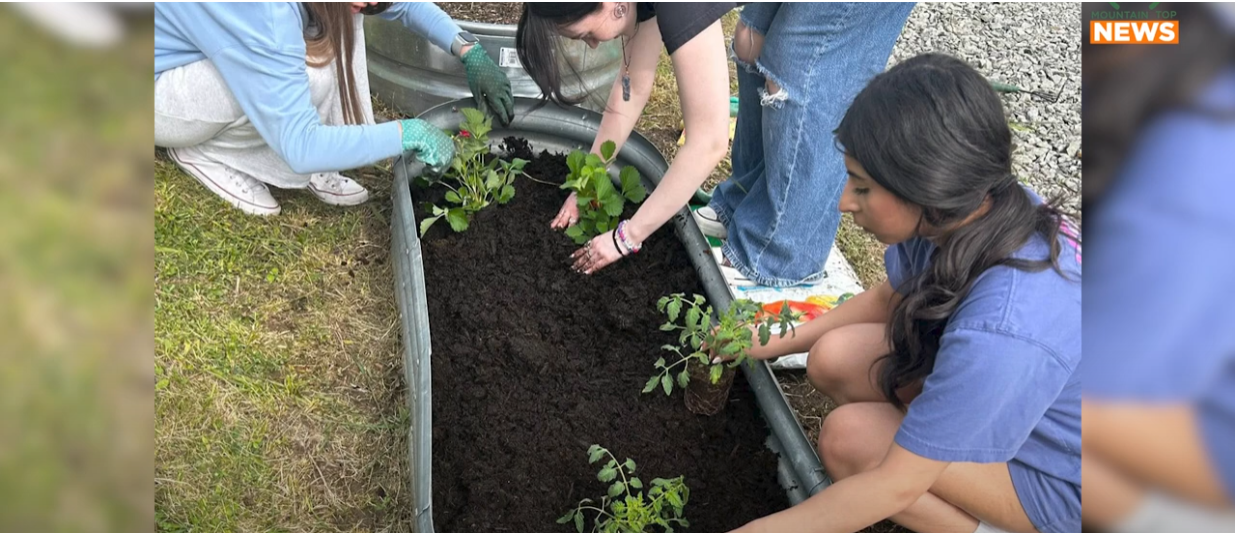 Pumpkin Seed Give Away