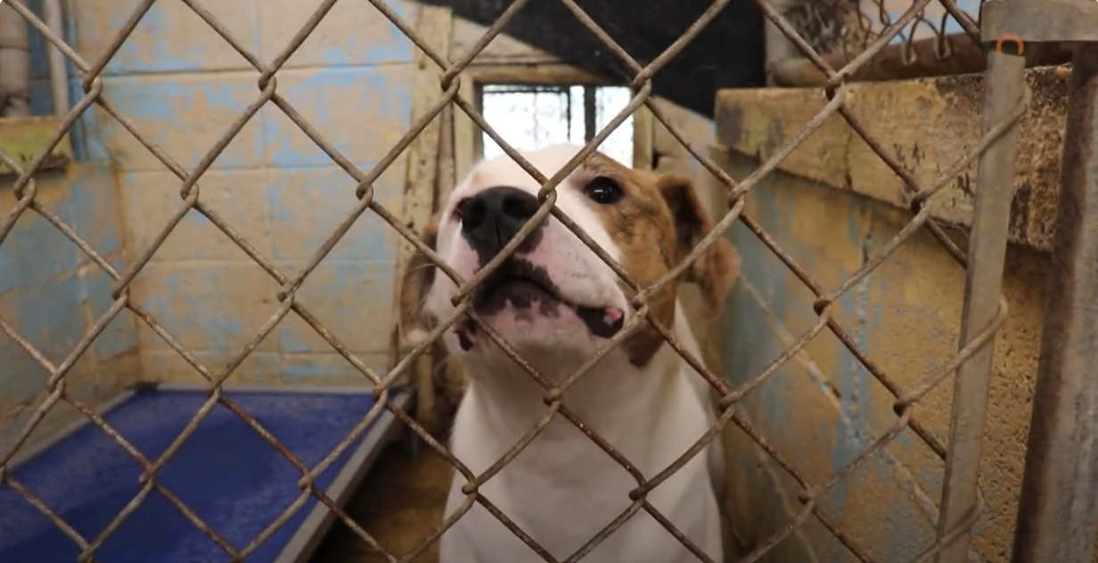 Ground Broken for the New Floyd County Animal Shelter